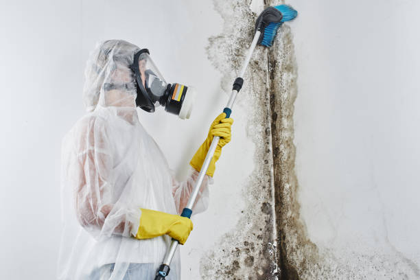 Reliable Newark, IL Mold Remediation Solutions