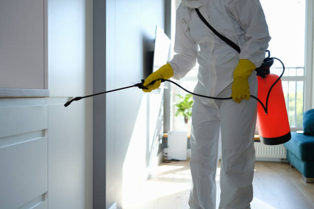 Best Attic Mold Remediation in Newark, IL
