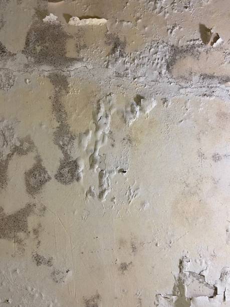 Best Residential Mold Remediation in Newark, IL