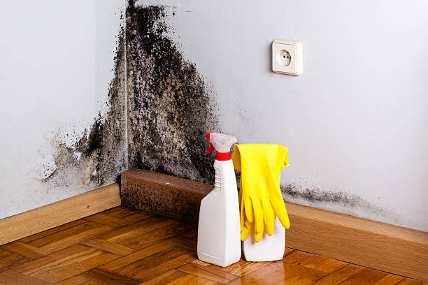 Best Industrial Mold Remediation in Newark, IL
