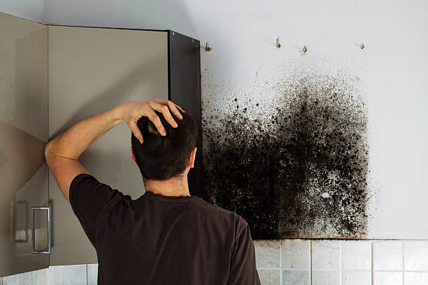 Best Residential Mold Remediation in Newark, IL