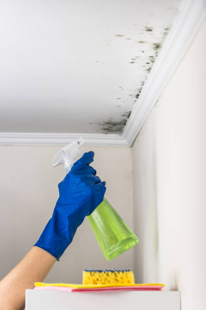 Best Localized Mold Remediation (e.g., coastal areas, humid climates) in Newark, IL